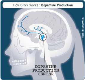 Crack in the Body - How Crack Cocaine Works | HowStuffWorks