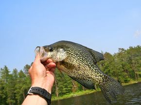 Fisherman holds Crappie fish weighing over 1.5 pounds on Crooked Lake in Quetico Provincial Park.