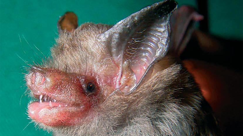 Bumblebee bat