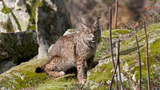 5 Cool Cats in the Wild