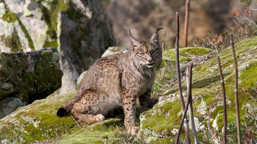 Iberian Lynx