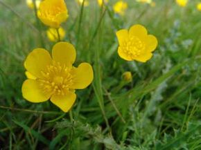 Buttercups, Ranunculus