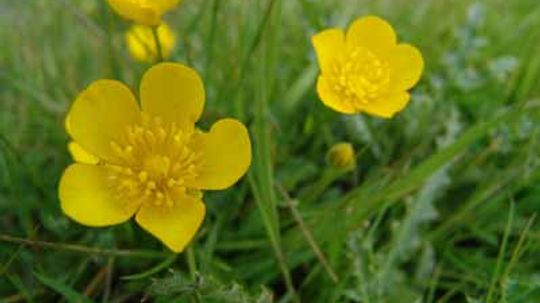 Creeping Buttercup