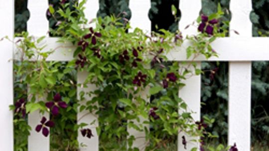 climbing vines as a fence