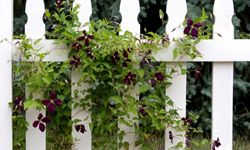 Vines can take the harsh look of a fence out of your tranquil garden.