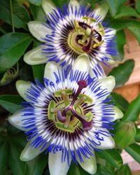 Passion flowers can give you a unique bloom in your garden.