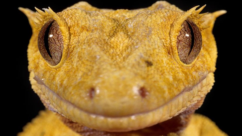 crested gecko