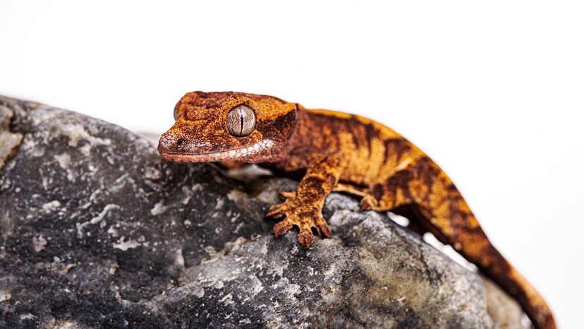 Baby crested gecko