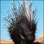 crested porcupine