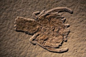 You're looking at a lobster fossil from the Late Jurassic. Wonder how that one would have tasted with drawn butter.