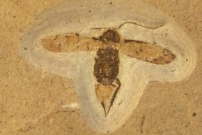 Just like lice, cockroaches are survivors. Researchers unearthed this Cretaceous cockroach fossil in Brazil.