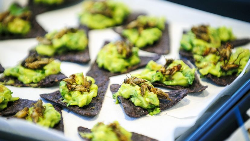 Guacamole with crickets is on the menu here, although some say they're best when served sautéed with butter, salt and onions. Peter Marovich/MCT via Getty Images