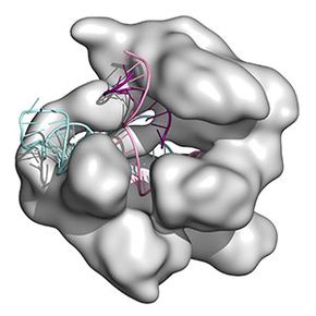 CRISPR-CAS9核酸酶蛋白使用引导RNA序列在互补位点切割DNA。Cas9蛋白:白色光滑表面模型;DNA片段:紫色&粉红色的阶梯;RNA:浅绿色阶梯。＂border=