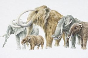 Could someone use CRISPR technology to resurrect the woolly mammoth by injecting a segment of its DNA into an elephant's DNA? It hasn't happened yet but that's just one concern some scientists have.
