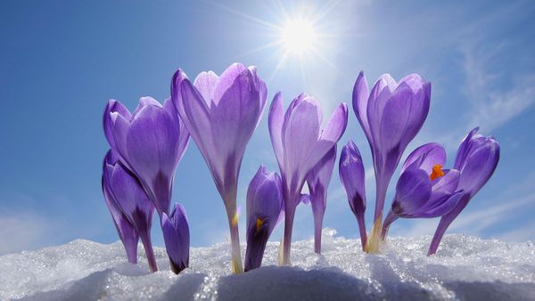 Crocuses in snow