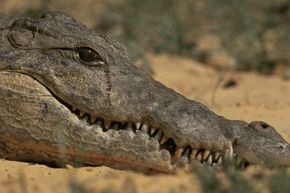 Captive croc shedding tears