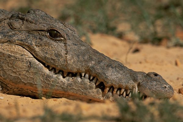 Captive croc shedding tears