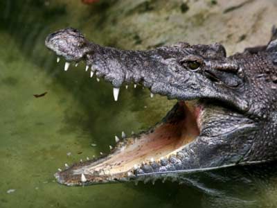 crocodile mouth