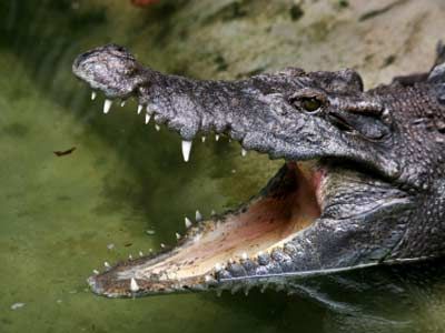 What Is the Difference Between an Alligator and a Crocodile? - WorldAtlas