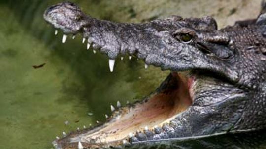 Did Crocodiles Descend From Dinosaurs?