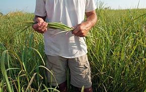 玉米和甘蔗等高淀粉食品作物是生物燃料的主要来源。想了解更多吗？查看这些替代燃料车的图片！“width=