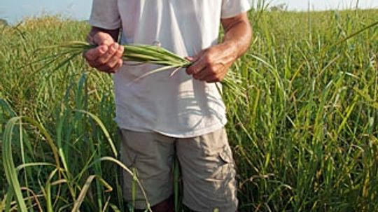 什么作物可以用作生物质能?”border=