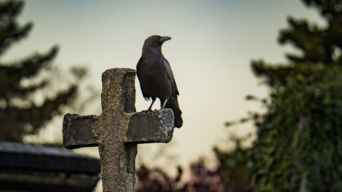 Crow Symbolism and Meaning: Exploring the Wise Bird - tihii.com