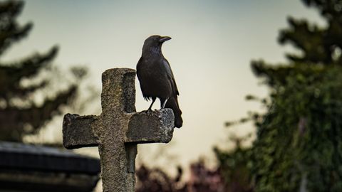 Crow Symbolism and Meaning: Exploring the Wise Bird - Vimarsana News