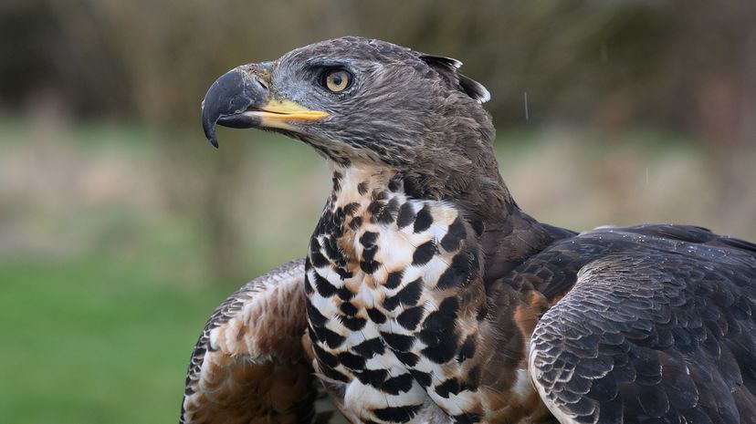 African Crowned Eagle vs. Harpy Eagle: How Do They Measure Up?