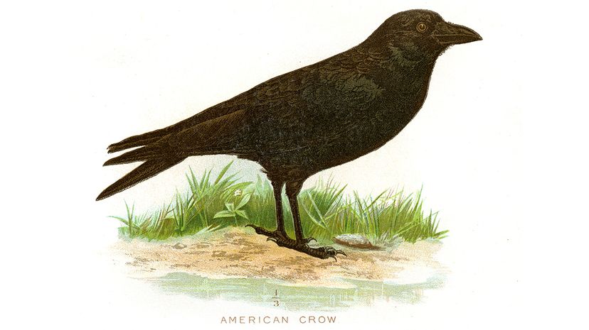 American crow