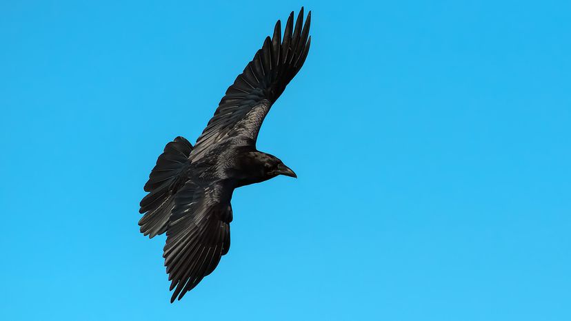 How Black Feathers Keep Ravens Cool