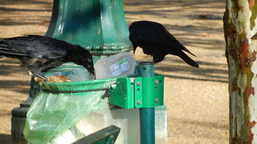 crows, trash