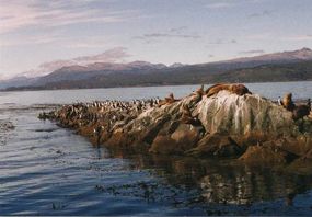 Sea lions and cormorants lounge on a "private" island in Chile's Patagonia region.”border=