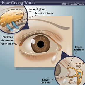 Illustration of what happens in and around the human eye when humans cry