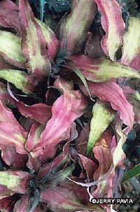 Cryptanthus bromeliads feature prickly edged leaves. See more pictures of bromeliads.