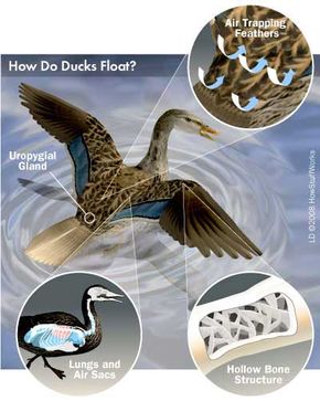 这幅图描绘了一只鸭子的部分的剖析,使它漂浮。”border=