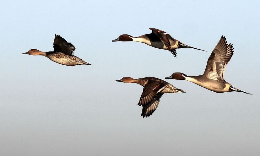 The Ultimate Duck Quiz