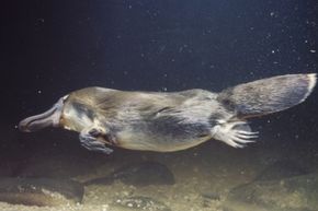 The duckbill platypus is one of the most intriguing animals in the world, so much so that most people are still wrapping their heads around how they an exist.