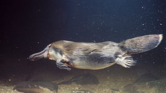 Did people initially think the duckbill platypus was a hoax?