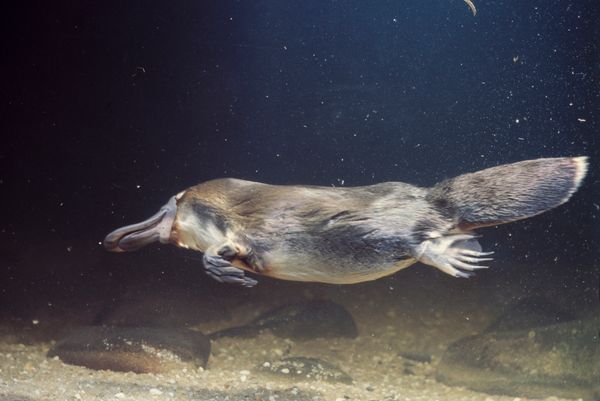 Night animals in wild nature, underwater.