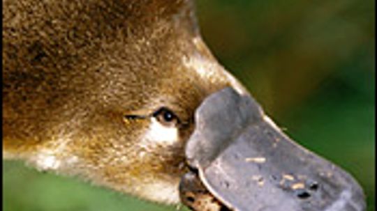 platypus baby hatching