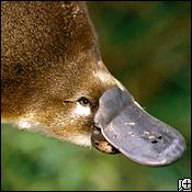 duck-billed platypus