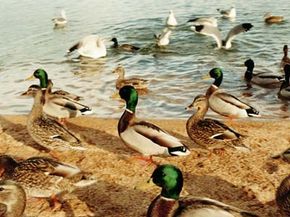 Mallard ducks at water's edge.