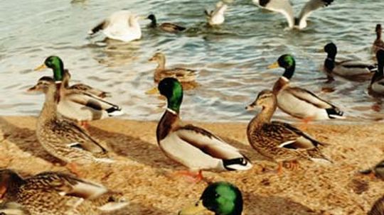 18新利最新登入鸭子无限是如何工作的”width=