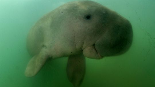What's the Difference Between a Dugong and a Manatee?