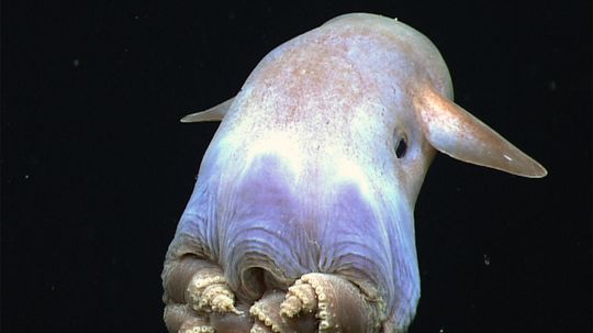 Ghostly, Adorable Dumbo Octopus Spotted by Deep Sea Rover