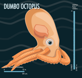 The dumbo octopus may look cute, but it swallows its prey whole.