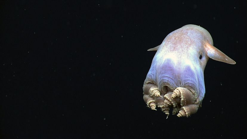 dumbo octopus in deep black water