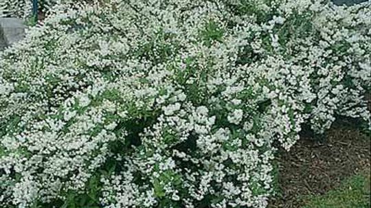 Dwarf Deutzia