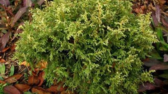 Dwarf False Cypress